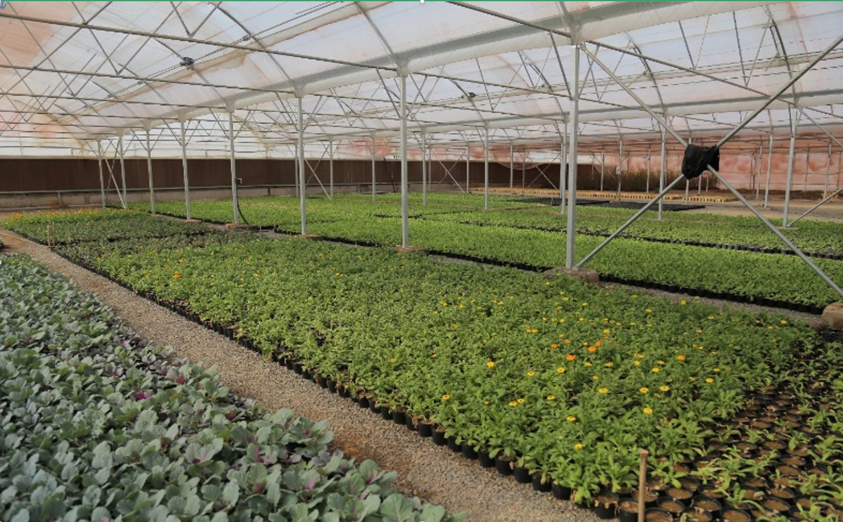 مراکز تولید گل و گیاه در مناطق هشتگانه فعال می‌شوند