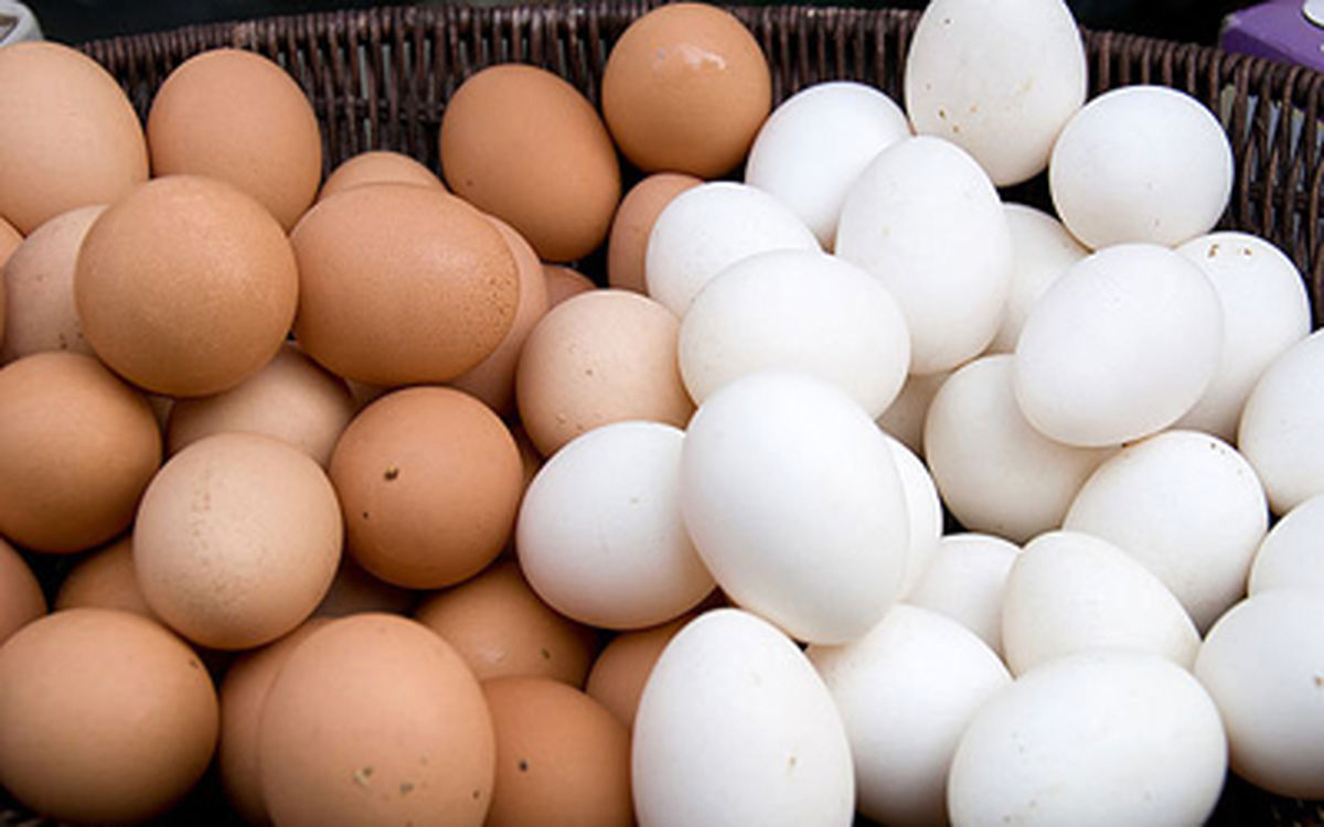 طرح ترویج فرهنگ استفاده از تخم مرغ در مدارس قم اجرا می‌شود