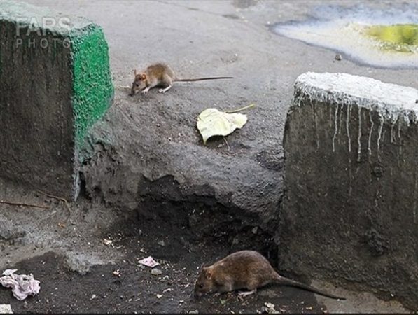 آغاز طرح مقابله با موش‌های سطح شهر قم به‌زودی