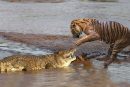 لحظه شکار یوزپلنگ توسط تمساح