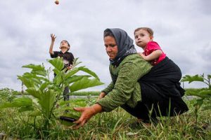 بیمه رایگان برای مادران غیر شاغل خانه دار دارای سه فرزند و بیشتر ساکن مناطق روستایی و عشایری