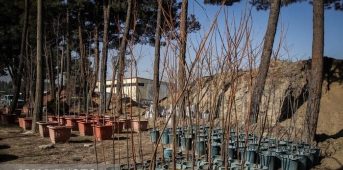 توزیع ۷۰ هزار نهال درختان میوه بین شهروندان قمی