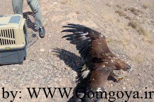 رهاسازی عقاب طلایی در منطقه شکار ممنوع کهک