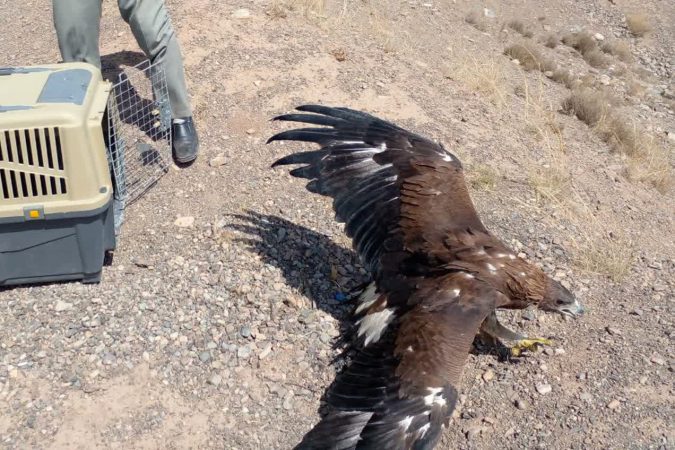 رهاسازی عقاب طلایی در منطقه شکار ممنوع کهک