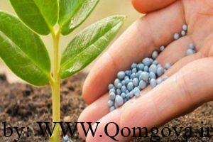 نقش بی‌نظیر مصرف کودهای یارانه‌ای در افزایش معنادار تولید محصولات اساسی در استان قم