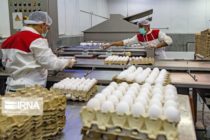 تولید ۱۲ تنی تخم مرغ در قم