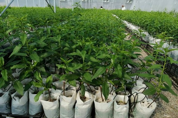 اجرای طرح کاشت هشت میلیون درخت در استان قم