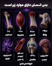 بدن انسان؛ شگفتی خلقت در چند عدد
