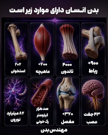 بدن انسان؛ شگفتی خلقت در چند عدد